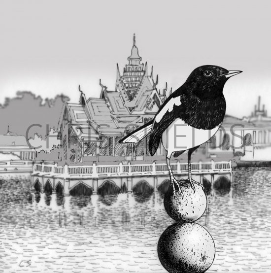 Illustration of Oriental Magpie-robin (Copsychus saularis) (#1748)