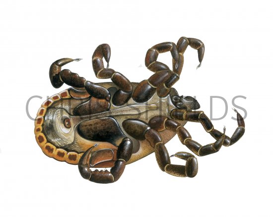Illustration of Ornate Cow Tick (Dermacentor reticulatus) dead (#4098)