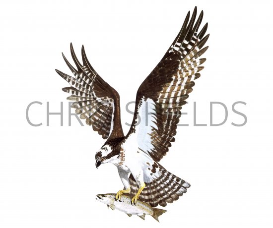 Illustration of Osprey in flight (Pandion haliaetus) (#2233)