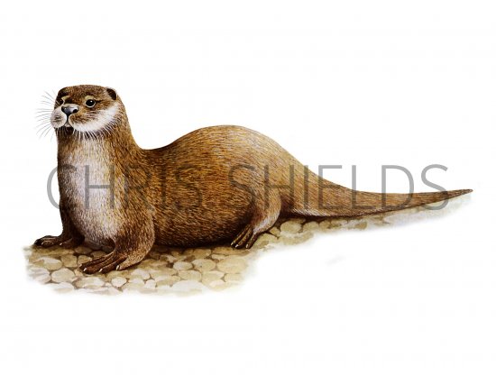 Illustration of Otter (Lutra lutra) (#1308)