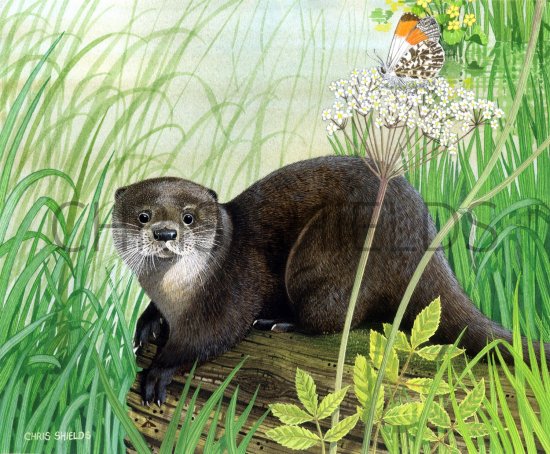 Illustration of Otter (Lutra lutra) (#1415)