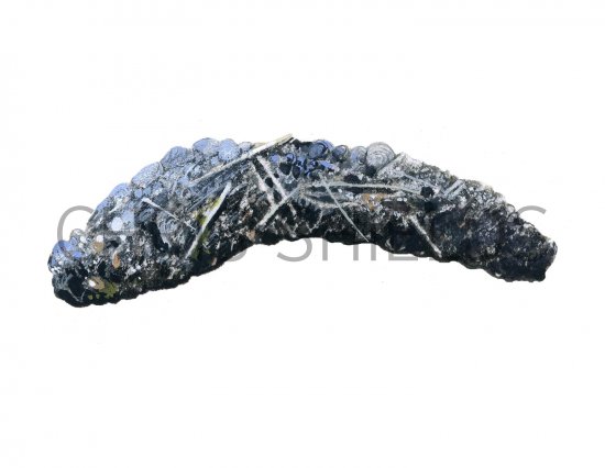 Illustration of Otter Scat (#2605)