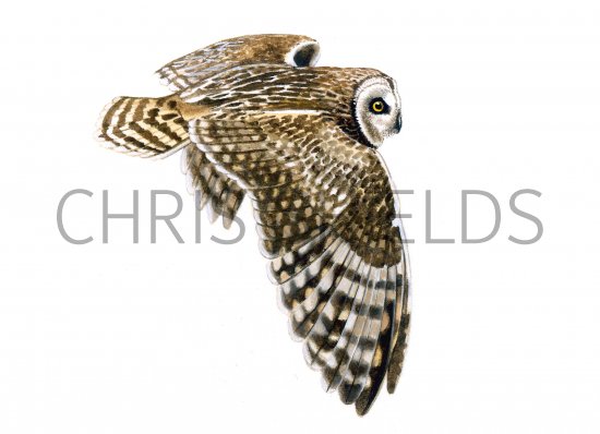Illustration of Short-eared Owl (Asio flammeus)  (#0525)