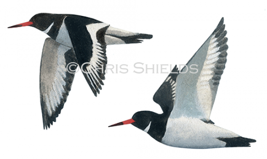 Illustration of Oystercatcher (Haematopus ostralegus) (#3643)