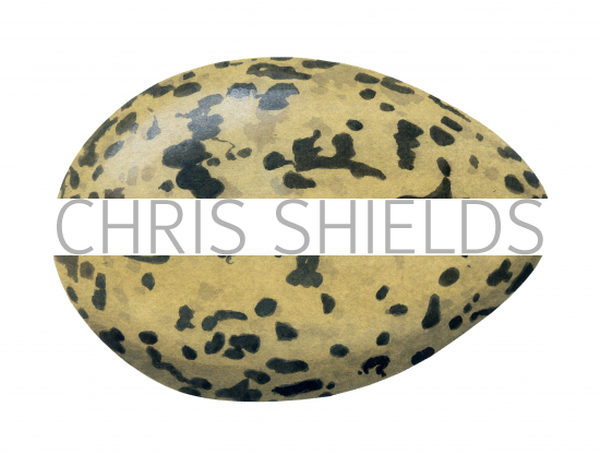 Illustration of Oystercatcher egg Haematopus ostralegus) (#1773)