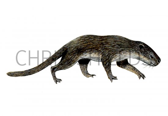 Illustration of Pantolambda (#0649)
