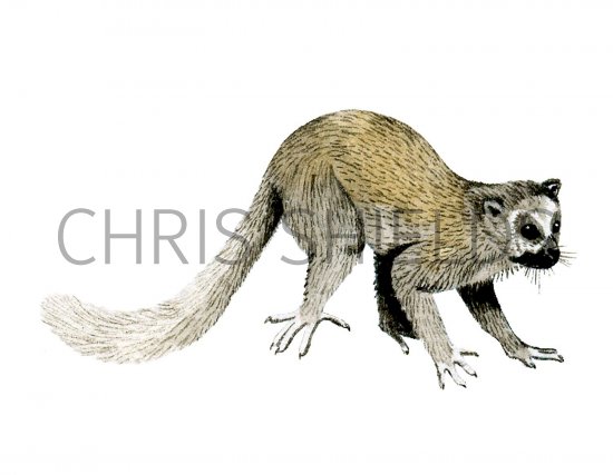 Illustration of Tetonius (#0655)