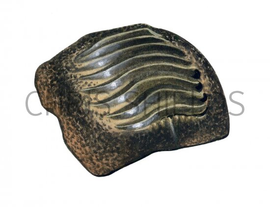 Illustration of Hybodont  Shark Tooth Plate Fossil (Ptychodus) (#0468)