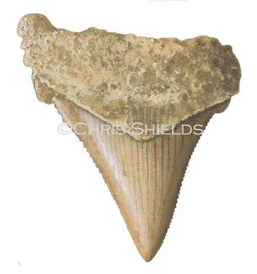 Illustration of Shark Tooth Fossil (Carcharocles) (#0229)