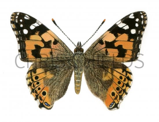 Illustration of Painted Lady (Vanessa cardui) (#0315)