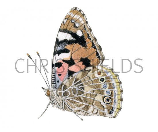 Illustration of Painted Lady (Vanessa cardui) (#2989)
