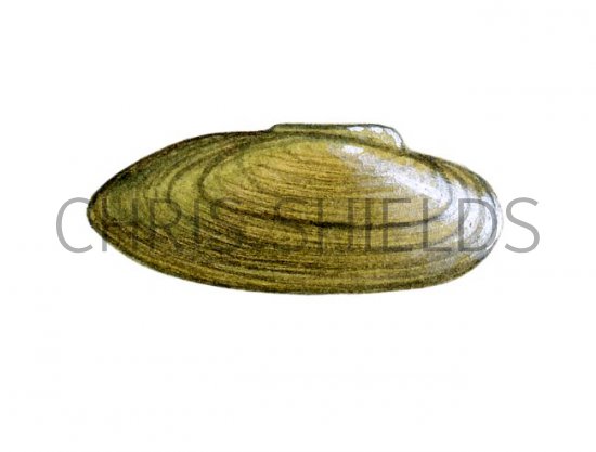 Illustration of Painters Mussel (Unio pictorum)  (#1652)