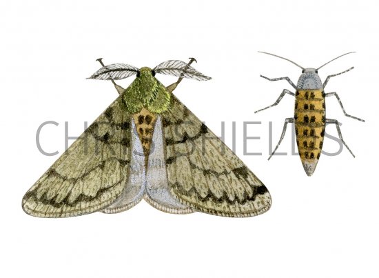 Illustration of Pale Brindled Beauty (Phigalia pilosaria) (#3408)