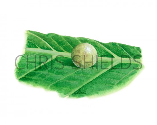 Illustration of Mariposa del Muerte Egg (Papilio demoleus) (#2184)