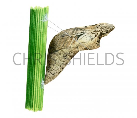Illustration of Mariposa del Muerte Pupae (Papilio demoleus) (#2185)