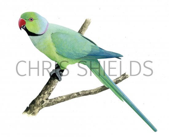 Illustration of Rose-ringed parakeet (Psittacula krameri) (#3875)