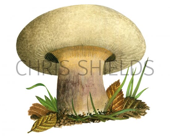 Illustration of Paxillus obscurosporus (#2006)