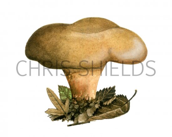 Illustration of Paxillus validus (#2007)