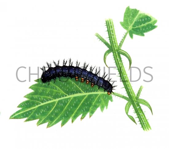Illustration of Peacock Butterfly Caterpillar (Inachis io) (#1143)