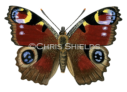 Illustration of Peacock Butterfly (Inachis io) (#0318)