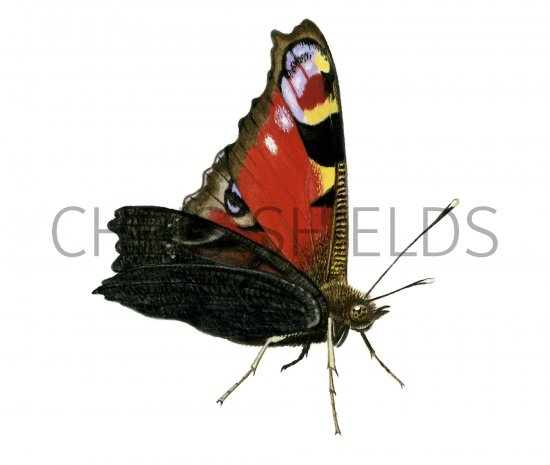 Illustration of Peacock (Inachis io) (#0317)