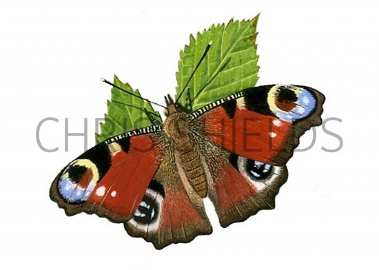 Illustration of Peacock (Inachis io) (#0319)