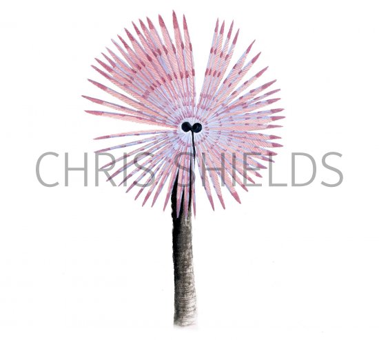 Illustration of Peacock Worm (Sabella pavonina) (#2385)