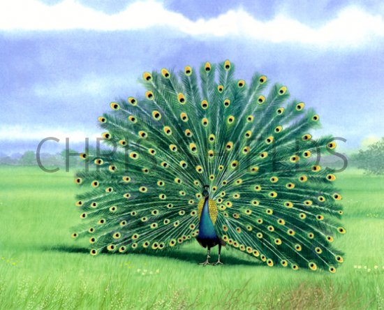 Illustration of Peafowl (Pavo cristatus) (#0057)
