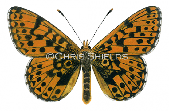 Illustration of Pearl-boadered Fritillary (Boloria euphrosyne) (#0321)
