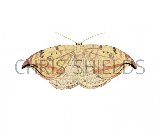 Illustration of Pebbled Hooktip (Drepana falcataria) (#2493)