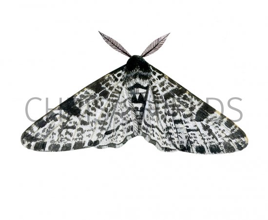 Illustration of Peppered Moth (Biston betularia) (#2466)