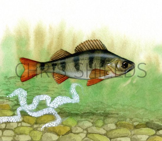 Illustration of Perch (Perca fluviatilis) (#0172)