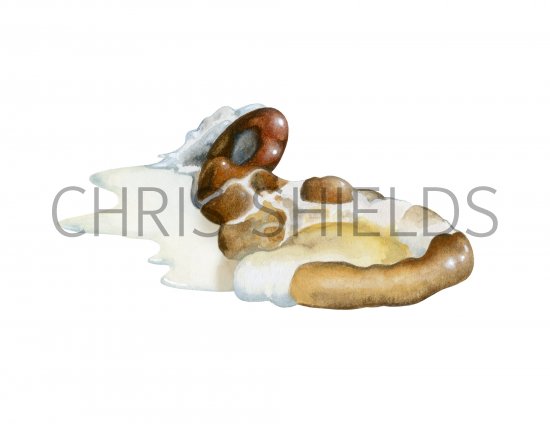 Illustration of Peregine dropping (Falco peregrinus) (#4152)