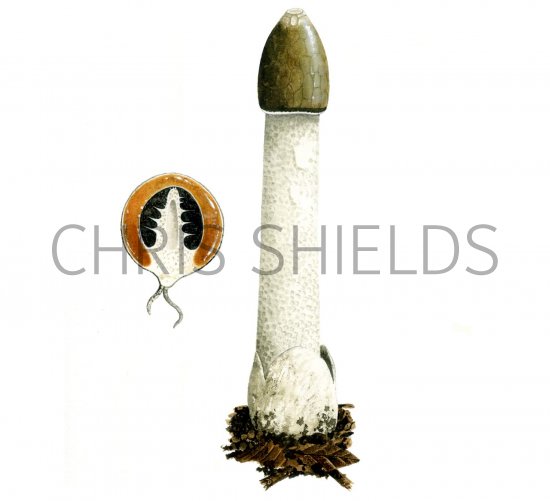 Illustration of Phallus impudicus (Stinkhorn) (#1940)