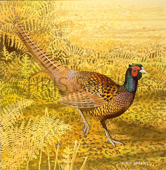 Illustration of Common Pheasant (Phasianus colchicus) (#0428)