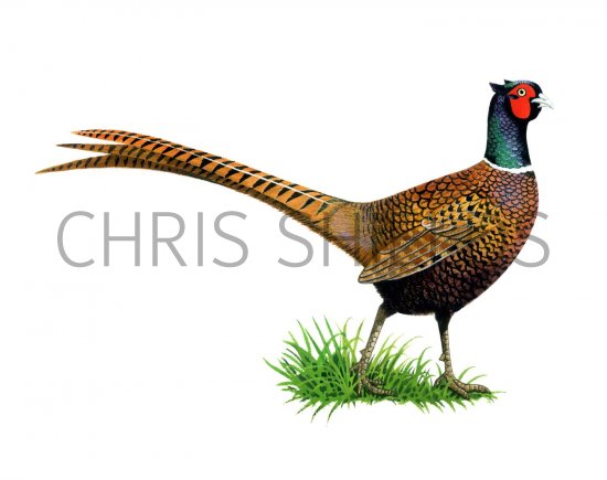 Illustration of Common Pheasant (Phasianus colchicus) (#2023)