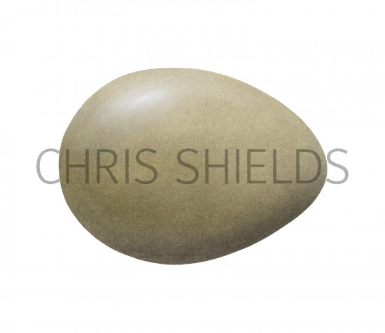 Illustration of Pheasant egg (Phasianus colchicus) (#2893)