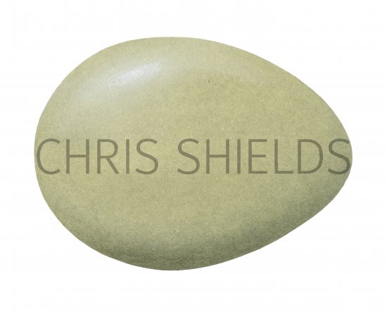Illustration of Pheasant egg (Phasianus colchicus) (#4335)