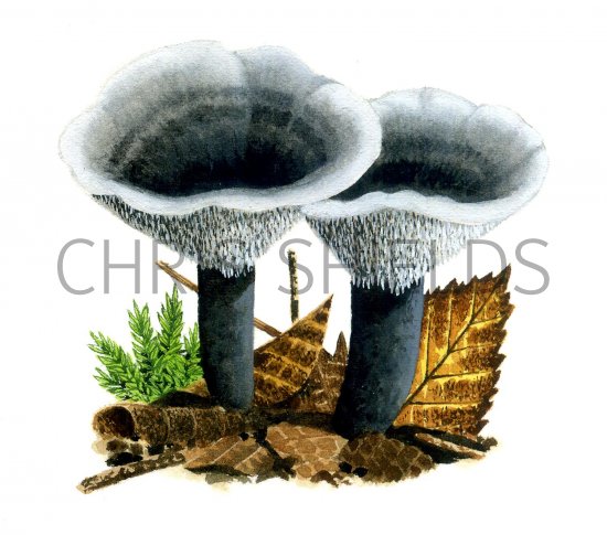 Illustration of Phellodon niger (Black Tooth) (#1707)