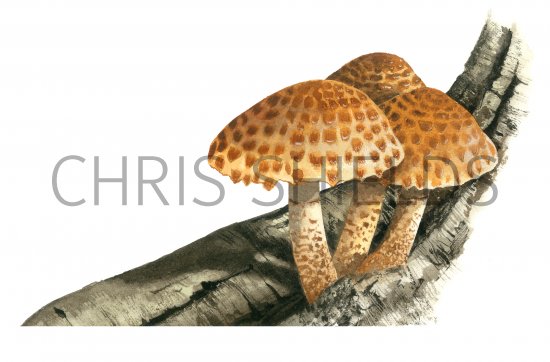Illustration of Pholiota adiposa (#4246)