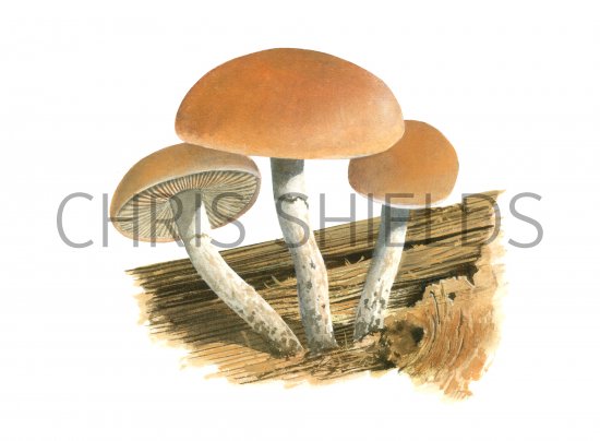 Illustration of Pholiota astragalina (Conifer Scalycap) (#4243)
