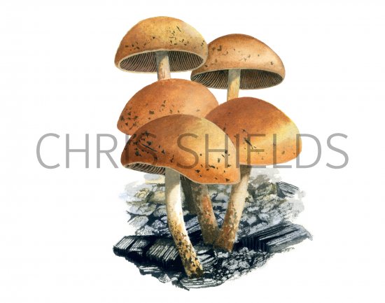 Illustration of Pholiota highlandensis (#4250)