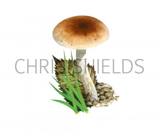 Illustration of Pholiota mixta (#4251)