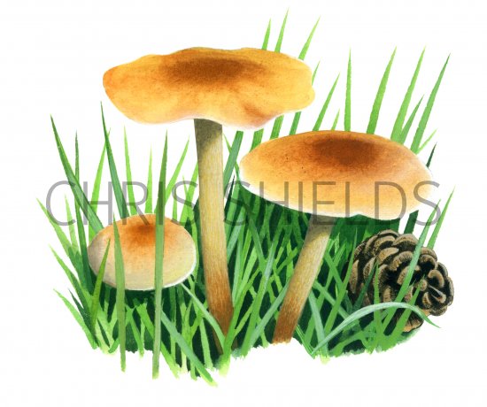 Illustration of Pholiota spumosa.jpg (#4252)