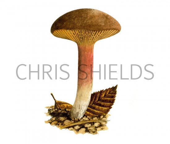 Illustration of Phylloporus pelletieri (Golden Gilled Bolete)FU001 (#2011)