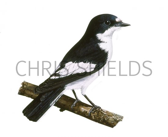 Illustration of Pied Flycatcher (Ficedula hypoleuca) (#3653)