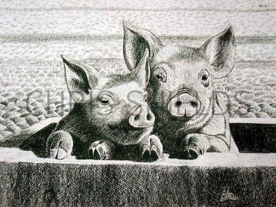 Illustration of Piglets (Sus scrofa domestica) (#2105)
