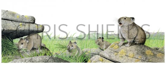 Illustration of Pika (Ochotona princeps) (#2380)