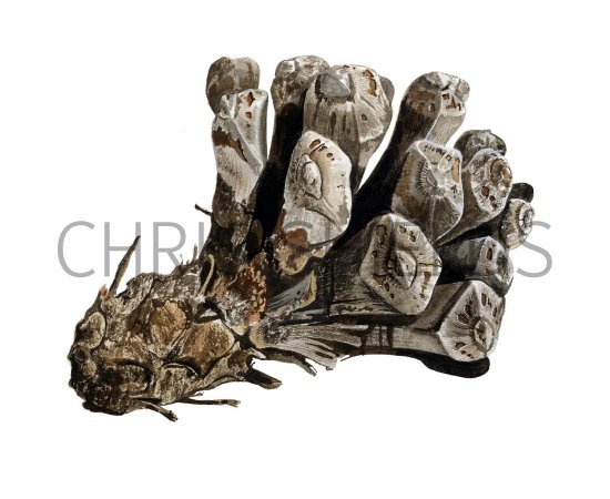 Illustration of Pine Cone opened by squirrel (#2244)