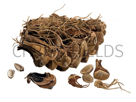 Illustration of Pine Cone opened by squirrel (#2247)